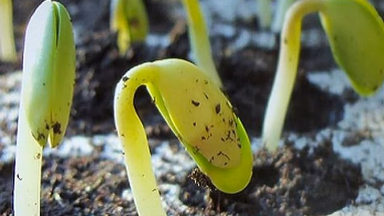 ജൈവാവശിഷ്ടങ്ങള് കത്തിക്കാതെ അന്തരീക്ഷ മലിനീകരണം തടയാം; പരിസ്ഥിതി സൗഹൃദ ഉത്പന്നവുമായി കാന് ബയോസിസ് ജൈവാവശിഷ്ടങ്ങള് കത്തിക്കാതെ അന്തരീക്ഷ മലിനീകരണം തടയാം; പരിസ്ഥിതി സൗഹൃദ ഉത്പന്നവുമായി കാന് ബയോസിസ്