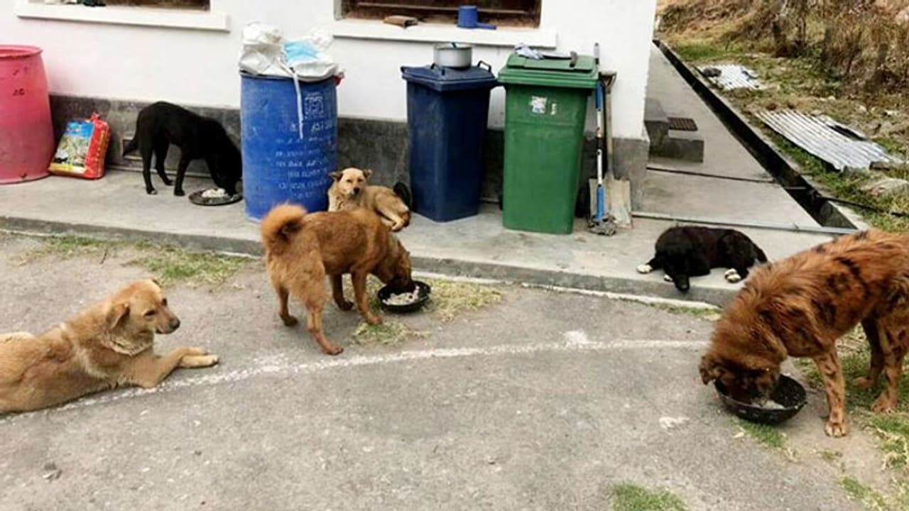 തെരുവുനായകള് കൂടുന്നു, നമുക്കും കണ്ടുപഠിക്കാവുന്ന നയം സ്വീകരിച്ച് ഈ ഭൂട്ടാന് നഗരം തെരുവുനായകള് കൂടുന്നു, നമുക്കും കണ്ടുപഠിക്കാവുന്ന നയം സ്വീകരിച്ച് ഈ ഭൂട്ടാന് നഗരം