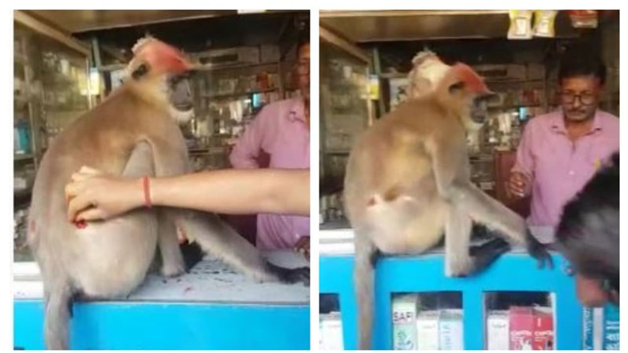 টোটোয় চেপে ওষুধের দোকানে, জখম হনুমানের বুদ্ধিতে থ মল্লারপুর টোটোয় চেপে ওষুধের দোকানে, জখম হনুমানের বুদ্ধিতে থ মল্লারপুর