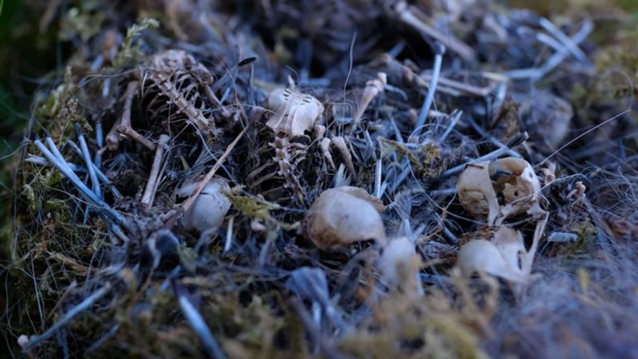 ഈ സ്ഥലത്തെ കിളികളെല്ലാം ചത്തുവീഴുന്നു; കൂട്ടക്കുരുതിക്ക് പിന്നാലെ കൂടുകള് പരിശോധിച്ചവര് നടുങ്ങി ഈ സ്ഥലത്തെ കിളികളെല്ലാം ചത്തുവീഴുന്നു; കൂട്ടക്കുരുതിക്ക് പിന്നാലെ കൂടുകള് പരിശോധിച്ചവര് നടുങ്ങി