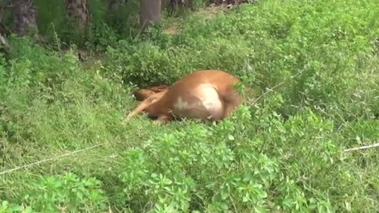 அலட்சியம் காட்டிய மின்வாரியம்..! அறுந்துகிடந்த மின்கம்பிகளை மிதித்து பலியான பசுமாடுகள்..! அலட்சியம் காட்டிய மின்வாரியம்..! அறுந்துகிடந்த மின்கம்பிகளை மிதித்து பலியான பசுமாடுகள்..!