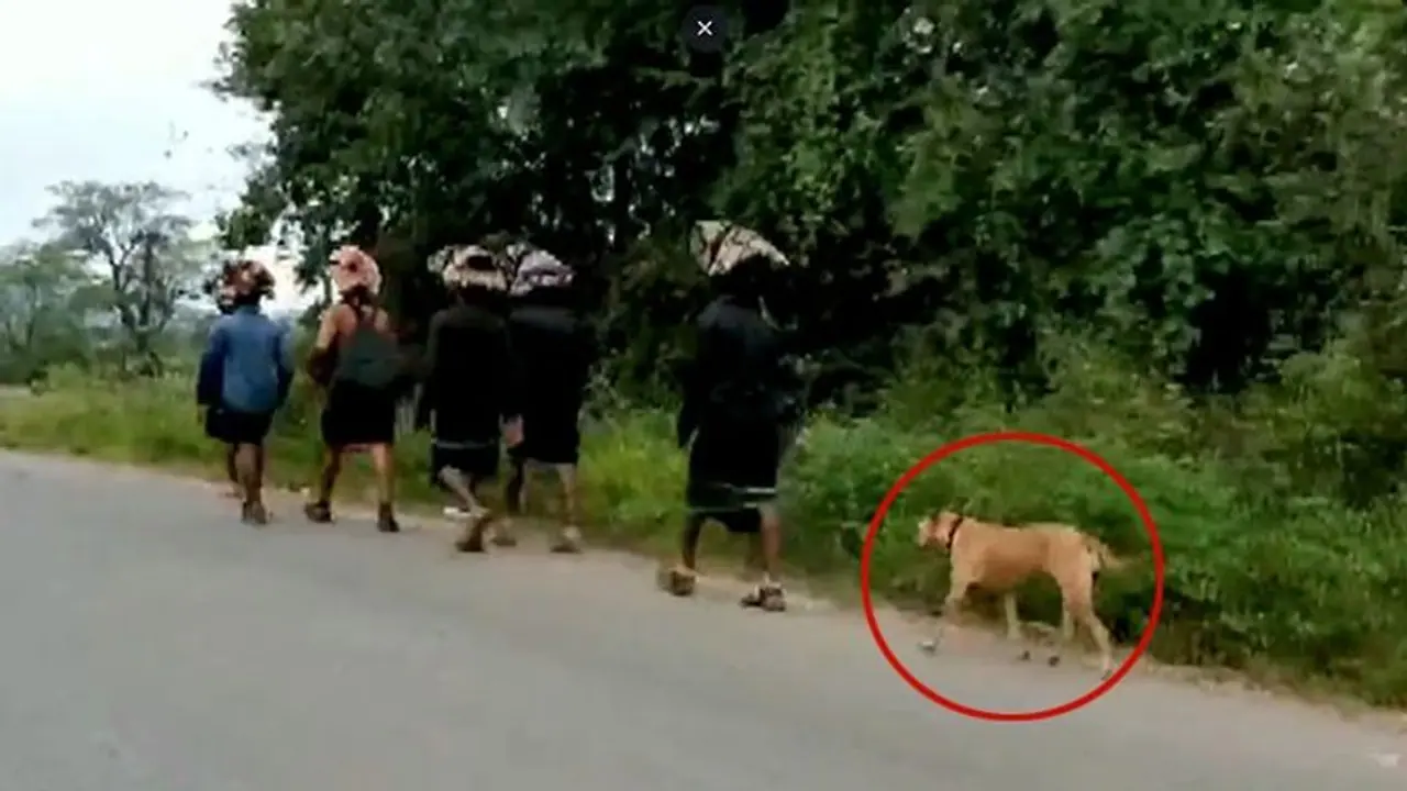 শবরীমালা পুণ্যার্থীদের সঙ্গে ৪৮০ কিমি হাঁটল রাস্তার কুকুর, ছড়িয়ে পড়ল ছবি শবরীমালা পুণ্যার্থীদের সঙ্গে ৪৮০ কিমি হাঁটল রাস্তার কুকুর, ছড়িয়ে পড়ল ছবি