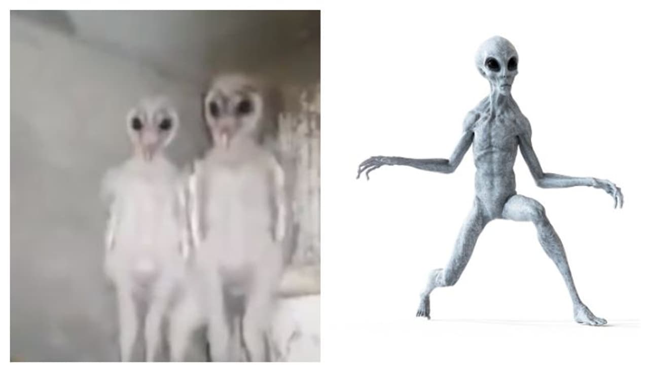 এরাই নাকি ভিনগ্রহী, আসল পরিচয় জানতে পেরে বিস্মিত গোটাবিশ্ব এরাই নাকি ভিনগ্রহী, আসল পরিচয় জানতে পেরে বিস্মিত গোটাবিশ্ব