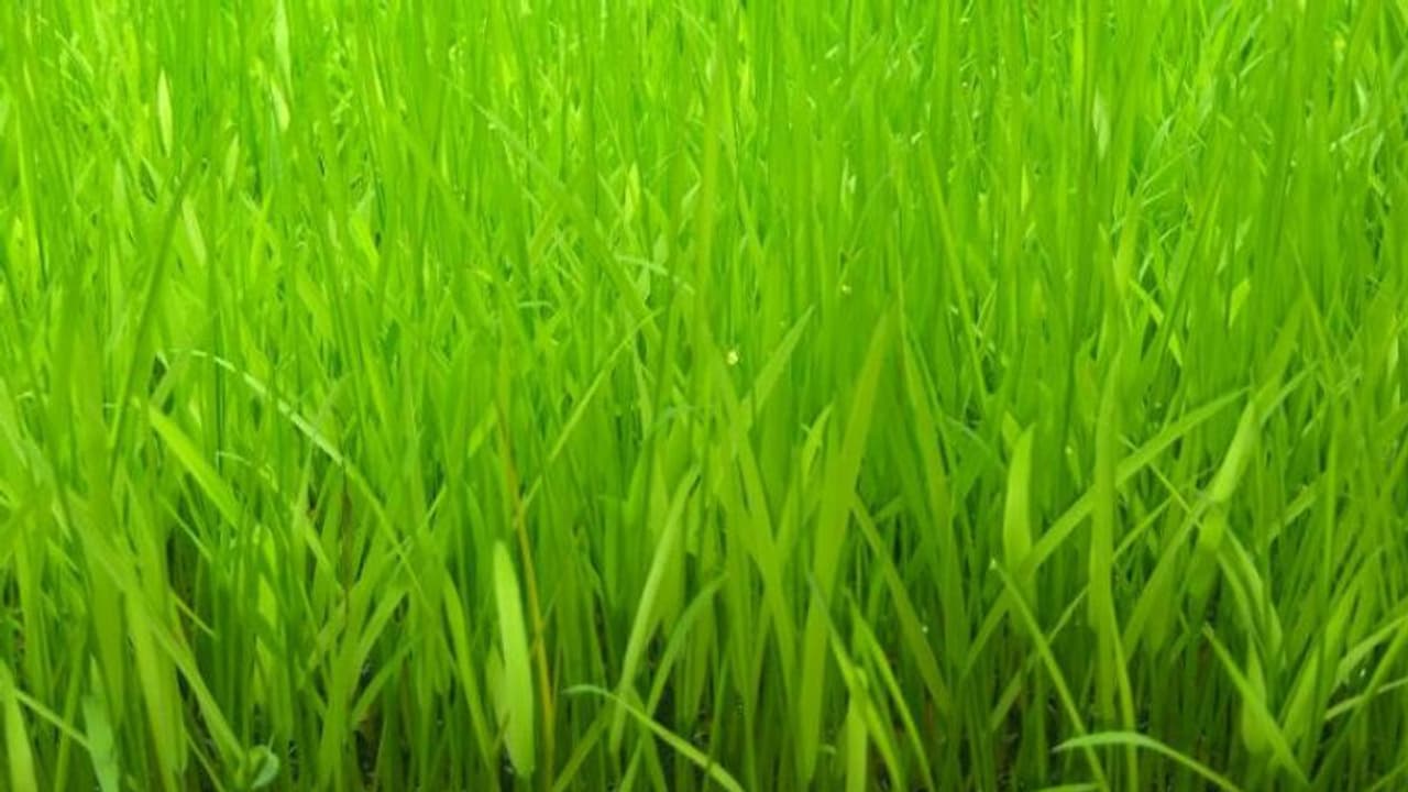 മണ്ണില്ലാതെ നെല്ക്കൃഷി ചെയ്യാം, ഉത്പാദനം വര്ധിപ്പിക്കാം മണ്ണില്ലാതെ നെല്ക്കൃഷി ചെയ്യാം, ഉത്പാദനം വര്ധിപ്പിക്കാം