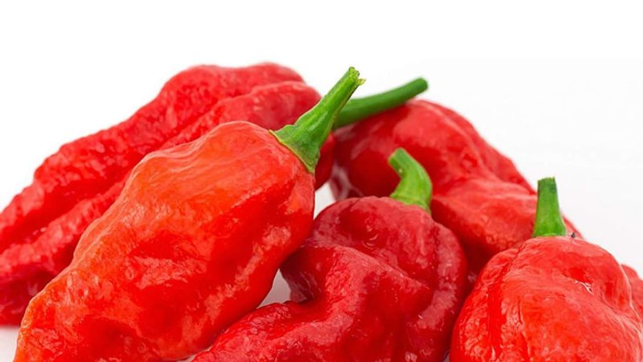 ഈ മുളക് ഒന്നു കടിച്ചാല്‍ വിവരമറിയും!