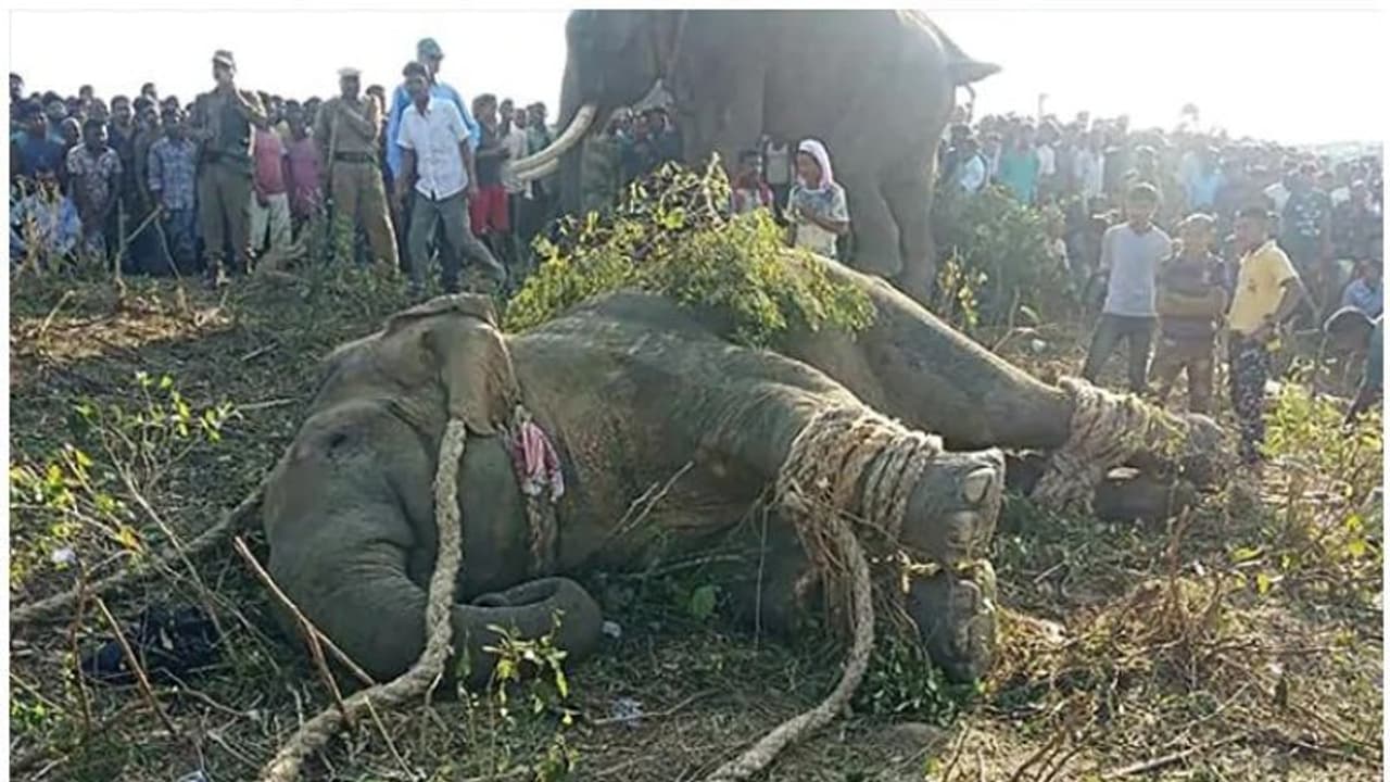 ഒറ്റ ദിവസം അഞ്ചുപേരെ കൊന്ന 'ബിന്ലാദന്' ചരിഞ്ഞു, ഹൃദയാഘാതമെന്ന് പ്രാഥമിക നിഗമനം ഒറ്റ ദിവസം അഞ്ചുപേരെ കൊന്ന 'ബിന്ലാദന്' ചരിഞ്ഞു, ഹൃദയാഘാതമെന്ന് പ്രാഥമിക നിഗമനം