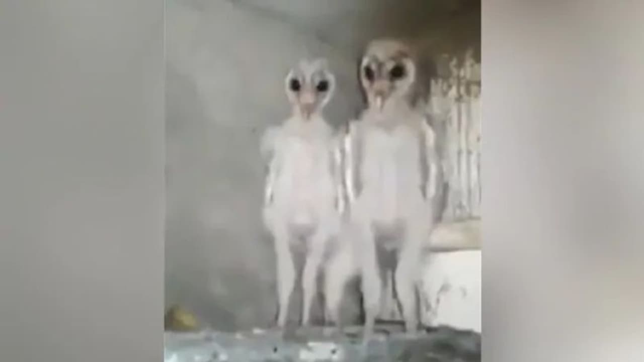 കോടിക്കണക്കിന് പേര്‍ കണ്ട ആ വീഡിയോയിലെ 'അന്യഗ്രഹജീവികള്‍' യഥാര്‍ത്ഥത്തില്‍ എന്താണ് ?