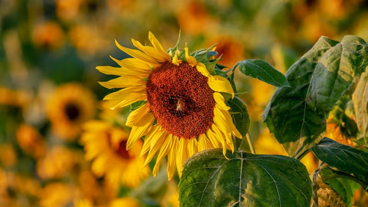സൂര്യകാന്തിയെ കുറിച്ചുള്ള തെറ്റിദ്ധാരണകളെന്തെല്ലാം? എങ്ങനെ അവ കൃഷി ചെയ്യാം? സൂര്യകാന്തിയെ കുറിച്ചുള്ള തെറ്റിദ്ധാരണകളെന്തെല്ലാം? എങ്ങനെ അവ കൃഷി ചെയ്യാം?