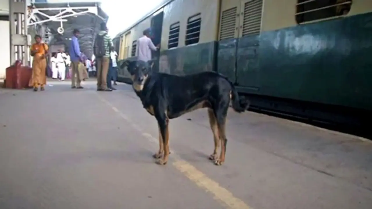 আরপিএফ যা পারেনি তাই করে দেখাচ্ছে এই সারমেয়, রেলযাত্রীদের মধ্যে সে মিনি সেলিব্রিটি