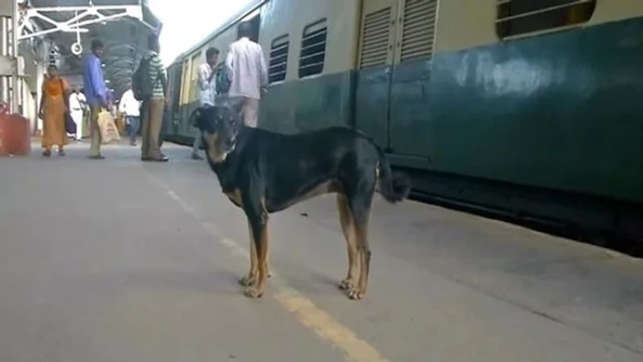 'പൊലീസിന്‍റെ കണ്ണുവെട്ടിക്കാം, ഈ നായയെ പറ്റിക്കാനാവില്ല', റെയില്‍വേ സ്റ്റേഷനിലെ കാവല്‍ക്കാരന്‍