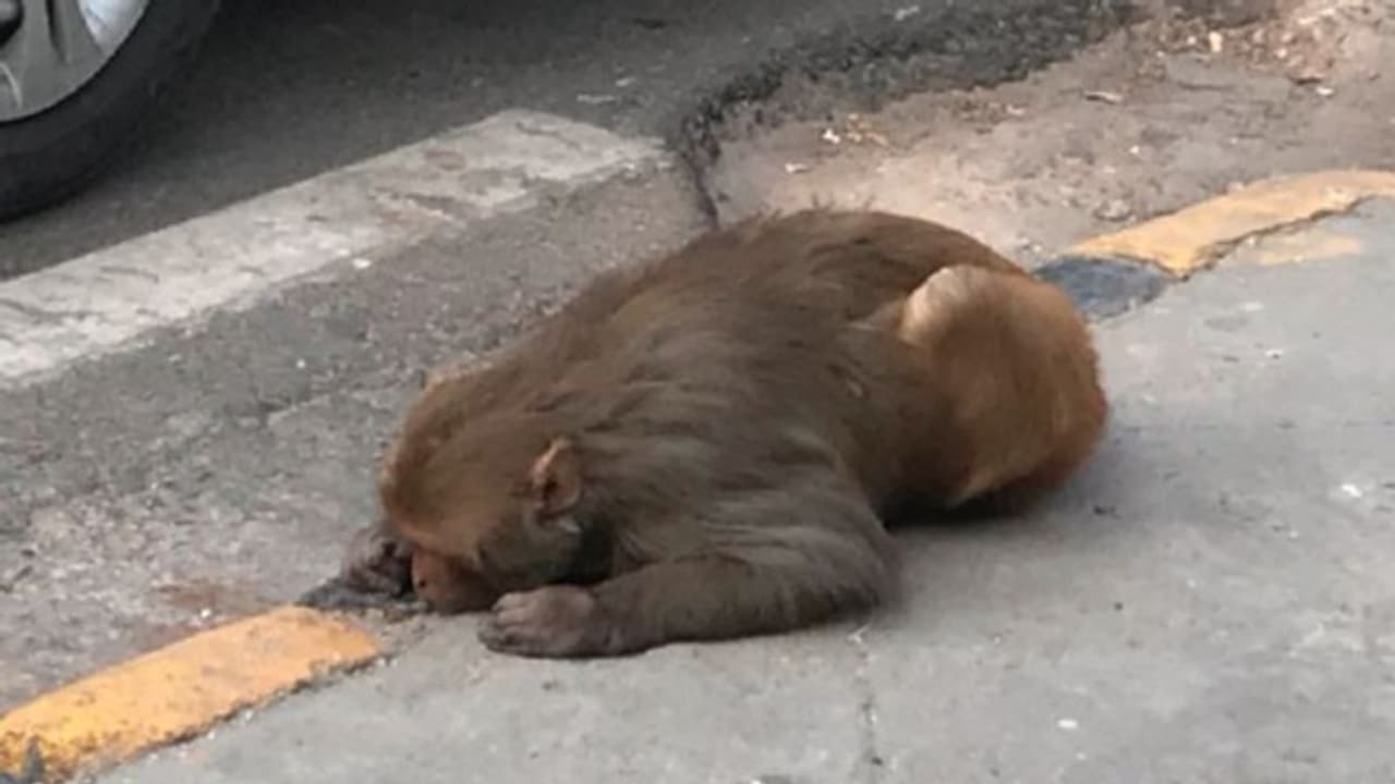 দিল্লির রাজপথে রক্তাক্ত হনুমান, সাংবাদিকের ছবিতে সাহায্য পাঠালেন মানেকা দিল্লির রাজপথে রক্তাক্ত হনুমান, সাংবাদিকের ছবিতে সাহায্য পাঠালেন মানেকা