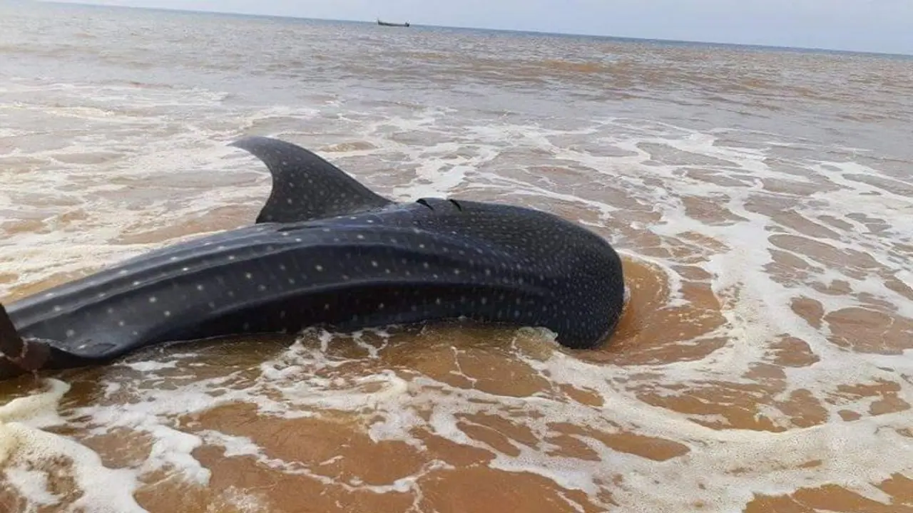 విశాఖ తంతడి తీరానికి కొట్టుకొచ్చిన అతిపెద్ద వేల్ షార్క్.. విశాఖ తంతడి తీరానికి కొట్టుకొచ్చిన అతిపెద్ద వేల్ షార్క్..