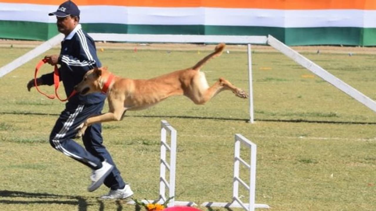 पुलिस फोर्स में शामिल हुआ गलियों में घूमने वाला आवारा कुत्ता, बताया क्या है इसकी खासियत पुलिस फोर्स में शामिल हुआ गलियों में घूमने वाला आवारा कुत्ता, बताया क्या है इसकी खासियत