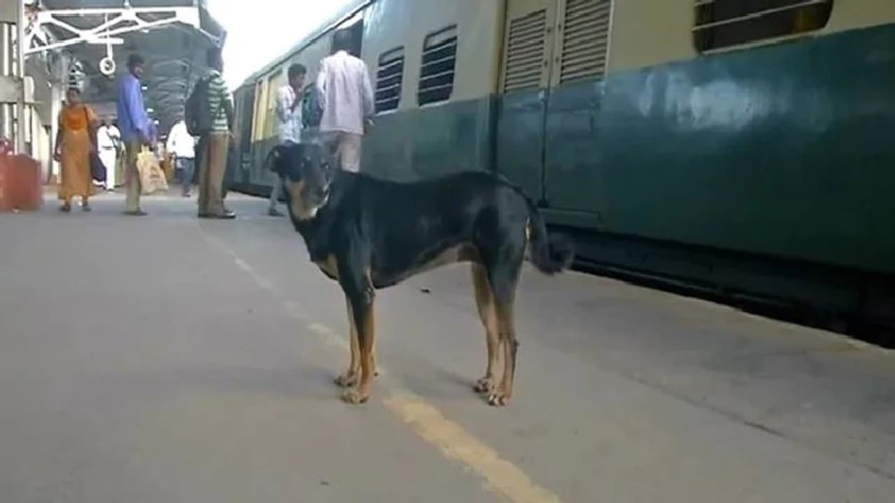 ಚೆನ್ನೈ ರೈಲು ನಿಲ್ದಾಣದಲ್ಲಿ ಎಚ್ಚರಿಕೆ ನೀಡುತ್ತೆ ಈ ಶ್ವಾನ! ಚೆನ್ನೈ ರೈಲು ನಿಲ್ದಾಣದಲ್ಲಿ ಎಚ್ಚರಿಕೆ ನೀಡುತ್ತೆ ಈ ಶ್ವಾನ!