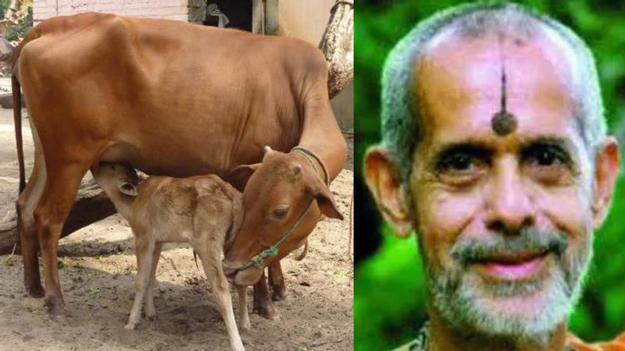 गाय को राष्ट्रीय पशु घोषित करने की मांग, श्री विश्वेश स्वामीजी ने कहा, बाघ से देश में बढ़ा आतंकवाद गाय को राष्ट्रीय पशु घोषित करने की मांग, श्री विश्वेश स्वामीजी ने कहा, बाघ से देश में बढ़ा आतंकवाद