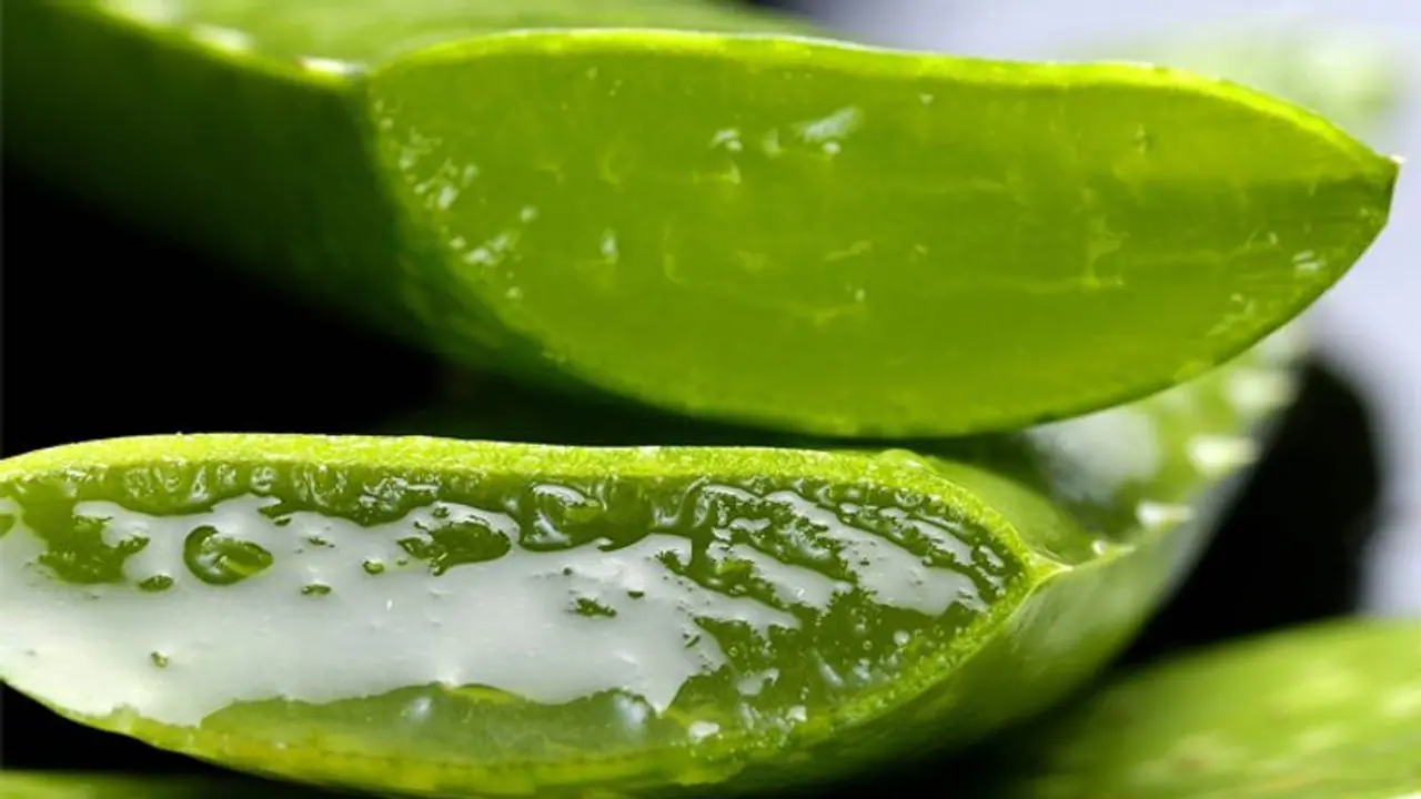 കറ്റാര്വാഴ കൃഷി ചെയ്താല് പലതുണ്ട് ഗുണം! കറ്റാര്വാഴ കൃഷി ചെയ്താല് പലതുണ്ട് ഗുണം!