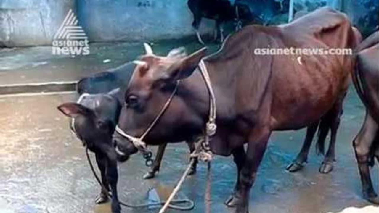 അമ്പലപ്പുഴ ക്ഷേത്രത്തിലെ പശുക്കൾ ഷോക്കേറ്റു ചത്തു അമ്പലപ്പുഴ ക്ഷേത്രത്തിലെ പശുക്കൾ ഷോക്കേറ്റു ചത്തു