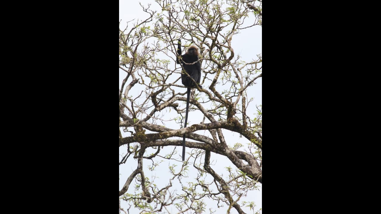 കാലാവസ്ഥ വ്യതിയാനം ജൈവവൈവിധ്യത്തെ തുടച്ചുനീക്കുമെന്ന് പഠനം