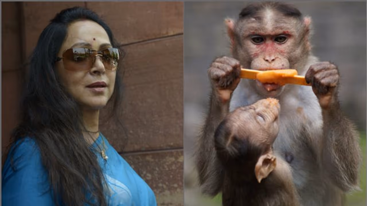 বাঁদররা মানুষের মতো হয়ে যাচ্ছে, চিন্তিত ড্রিমগার্লের দাবি 'মাঙ্কি সাফারি' বানাও বাঁদররা মানুষের মতো হয়ে যাচ্ছে, চিন্তিত ড্রিমগার্লের দাবি 'মাঙ্কি সাফারি' বানাও