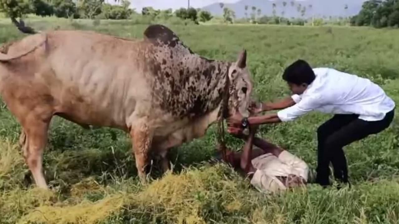 தந்தையை முட்டி மோதிய ஜல்லிக்கட்டு காளை..! துணிச்சலுடன் செயல்பட்ட மகனுக்கு குவியும் பாராட்டு..!
