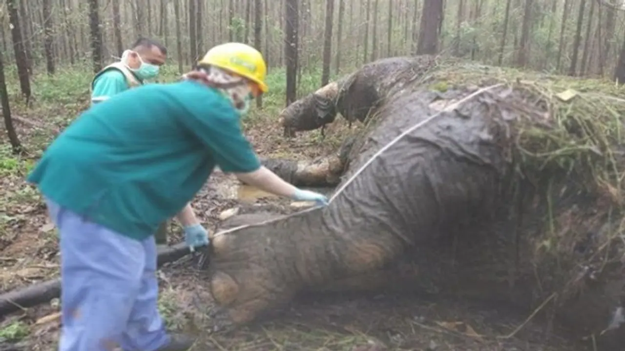 हाथी दांत के लिए शिकारी बने हैवान हाथी दांत के लिए शिकारी बने हैवान