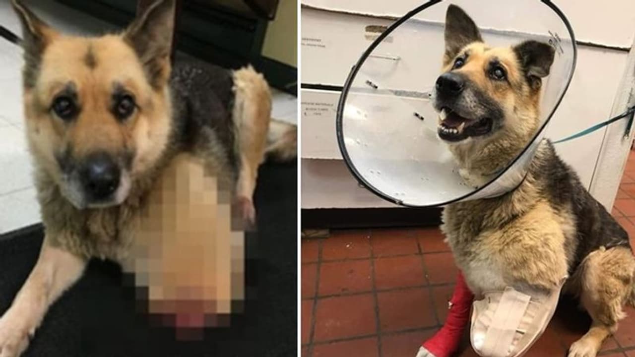 बूढ़ा होते ही खत्म हुआ मालिक का प्यार, कई दिनों तक नहीं दिया खाना तो चबा गया पैर बूढ़ा होते ही खत्म हुआ मालिक का प्यार, कई दिनों तक नहीं दिया खाना तो चबा गया पैर