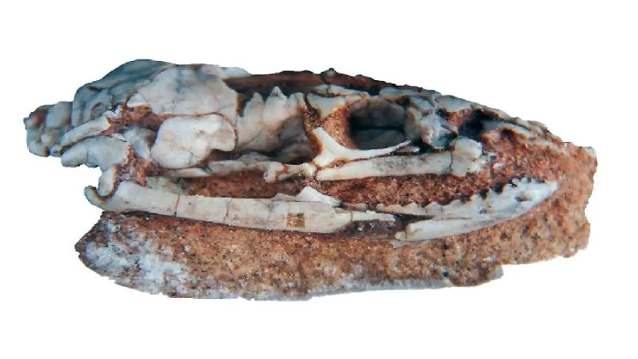 ಹಾವುಗಳಿಗೂ ಕಾಲುಗಳಿತ್ತು: ಸಂಶೋಧನೆಯಲ್ಲಿ ಬಯಲು!