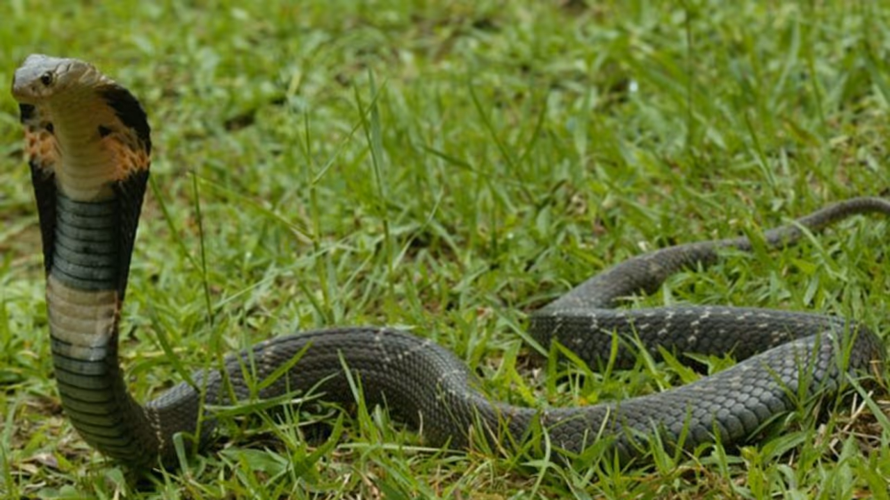 ഇക്കാര്യങ്ങള് ശ്രദ്ധിച്ചില്ലെങ്കില് വീട്ടില് പാമ്പു വരാം ഇക്കാര്യങ്ങള് ശ്രദ്ധിച്ചില്ലെങ്കില് വീട്ടില് പാമ്പു വരാം