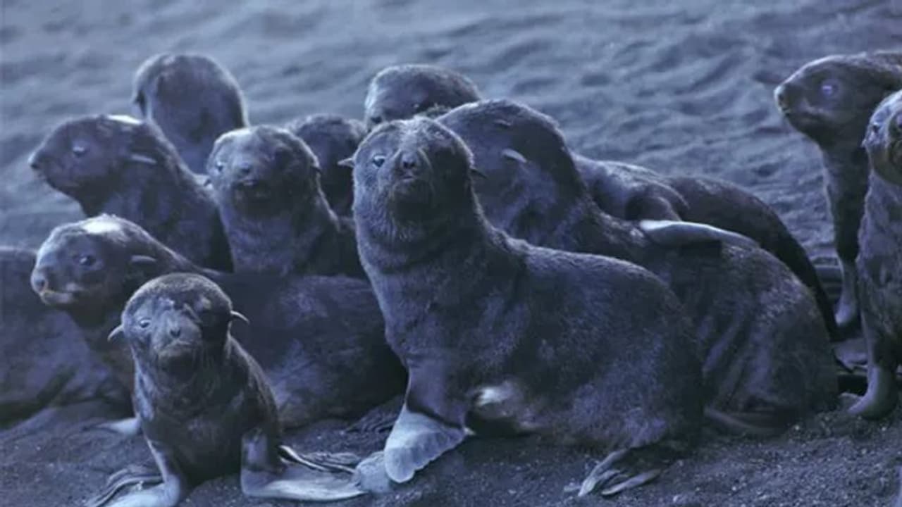 നീര്നായ്ക്കള് കൂട്ടത്തോടെ ചത്തു; കാരണം തേടി ശാസ്ത്രജ്ഞര് നീര്നായ്ക്കള് കൂട്ടത്തോടെ ചത്തു; കാരണം തേടി ശാസ്ത്രജ്ഞര്