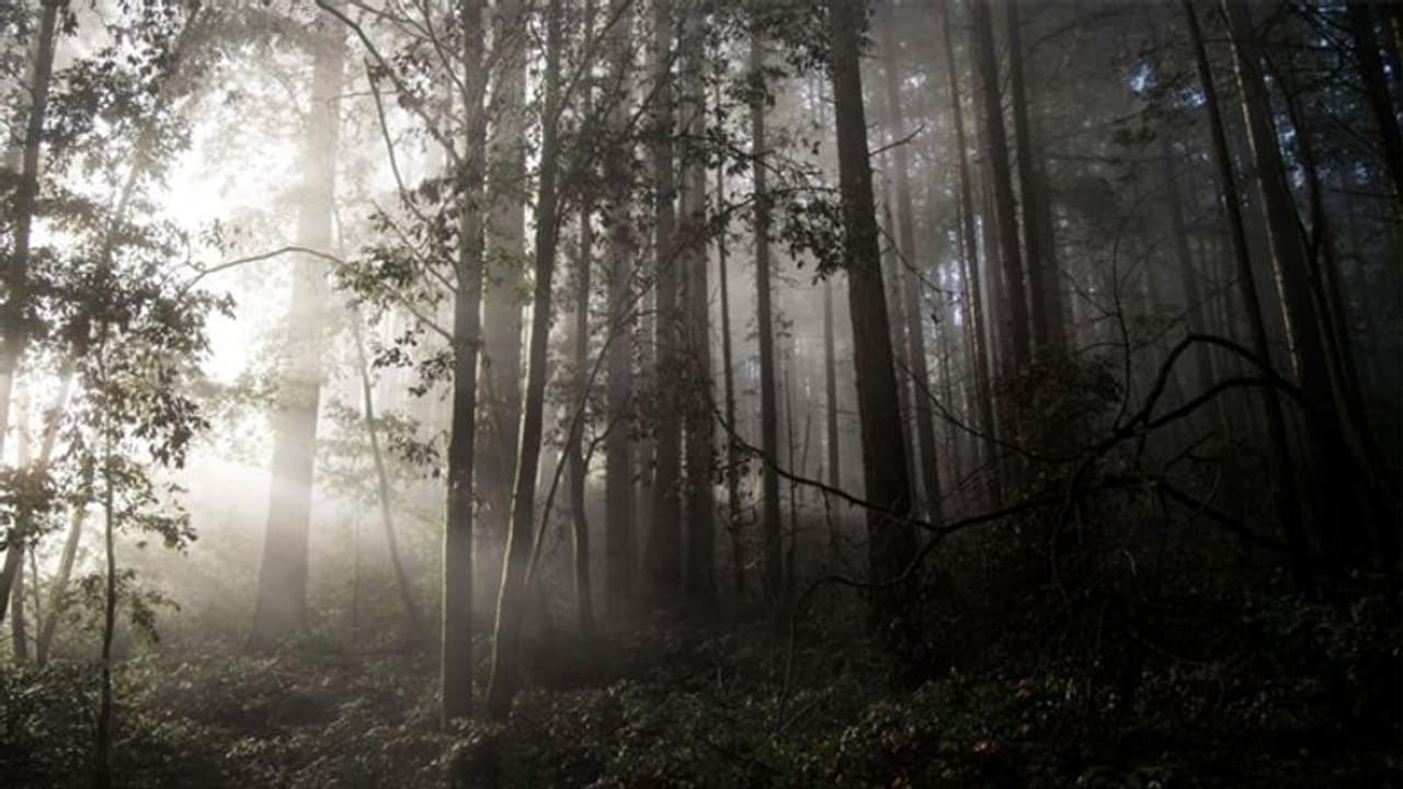 ജാപ്പനീസ് ചെന്നായ മിഥ്യയോ, സത്യമോ? യാഗിയുടെ അന്വേഷണങ്ങള് ജാപ്പനീസ് ചെന്നായ മിഥ്യയോ, സത്യമോ? യാഗിയുടെ അന്വേഷണങ്ങള്