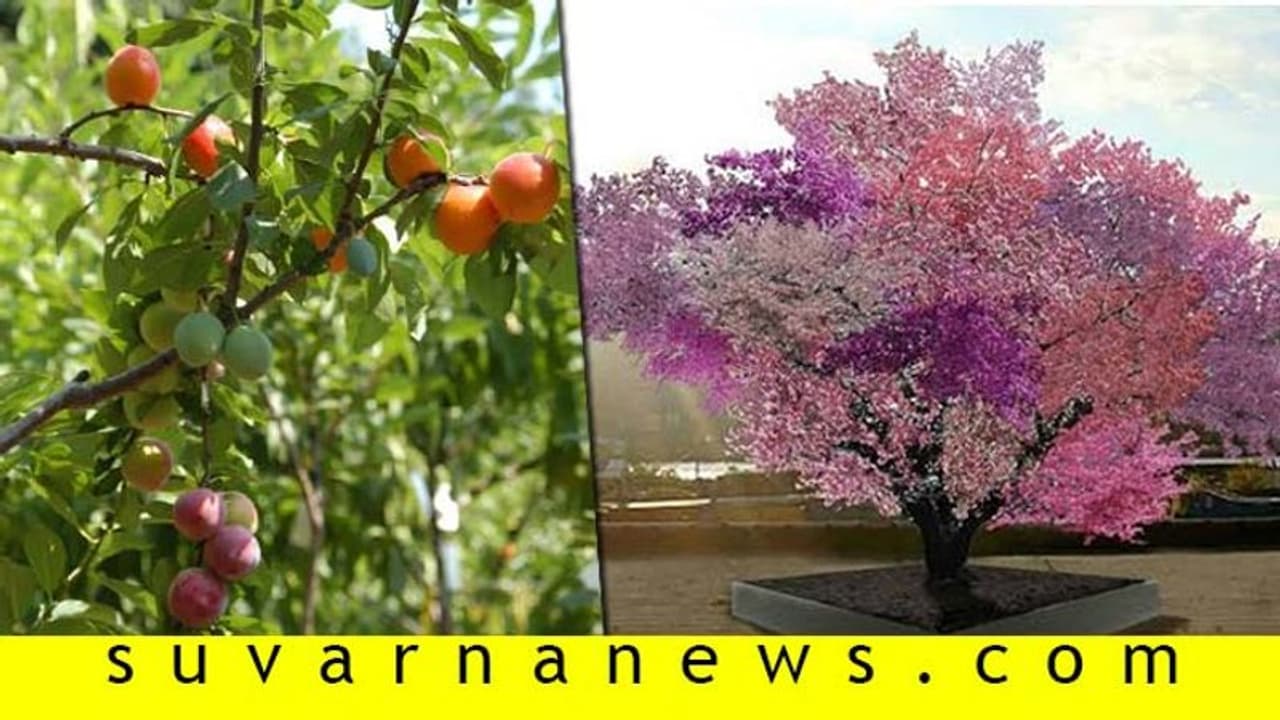 40 ಬಗೆಯ ಹಣ್ಣು ಕೊಡುತ್ತೆ ಈ ಮರ: ಅದ್ಭುತ ಗಿಡದ ಬೆಲೆ ಎಷ್ಟಿರಬಹುದು?