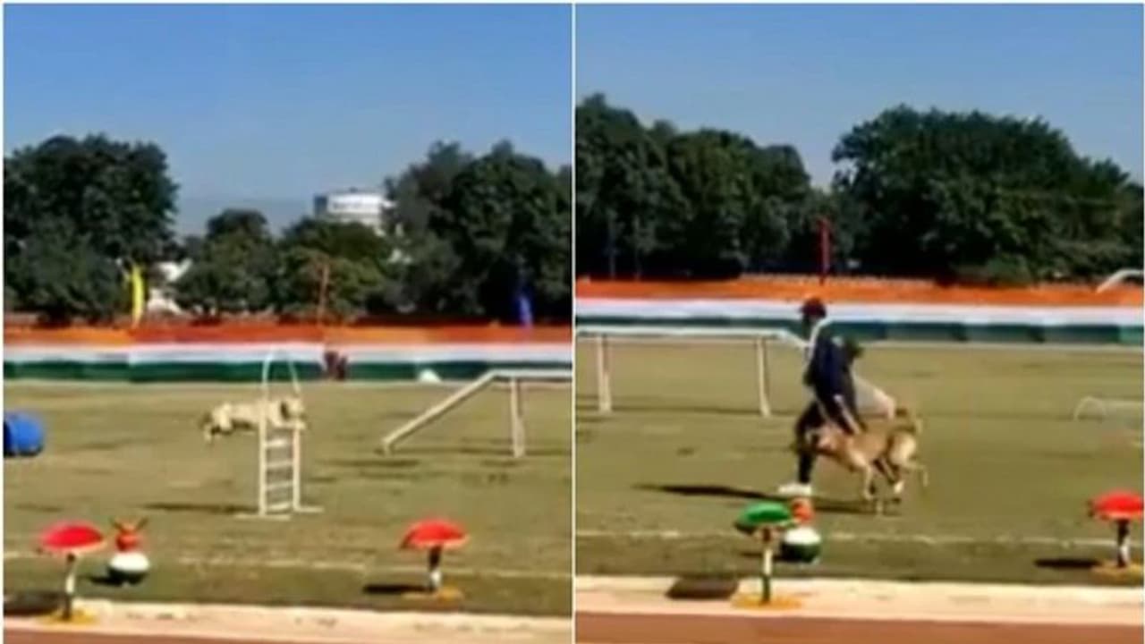 ಉತ್ತರಾಖಂಡದಲ್ಲಿ ಬೀದಿ ನಾಯಿಗೆ ಶ್ವಾನ ಪಡೆ ತರಬೇತಿ: ವೈರಲ್ ಉತ್ತರಾಖಂಡದಲ್ಲಿ ಬೀದಿ ನಾಯಿಗೆ ಶ್ವಾನ ಪಡೆ ತರಬೇತಿ: ವೈರಲ್