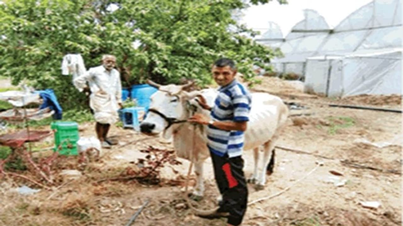 इस किसान ने एक ही पौधे पर उगाए टमाटर और बैंगन, जैविक तरीके से करते हैं सब्जियों की खेती इस किसान ने एक ही पौधे पर उगाए टमाटर और बैंगन, जैविक तरीके से करते हैं सब्जियों की खेती