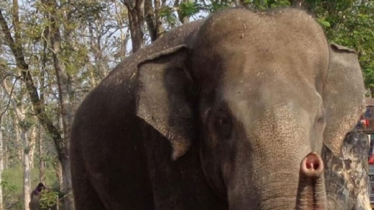 Karnataka: Jumbo Kusha yet to return to Dubare camp Karnataka: Jumbo Kusha yet to return to Dubare camp