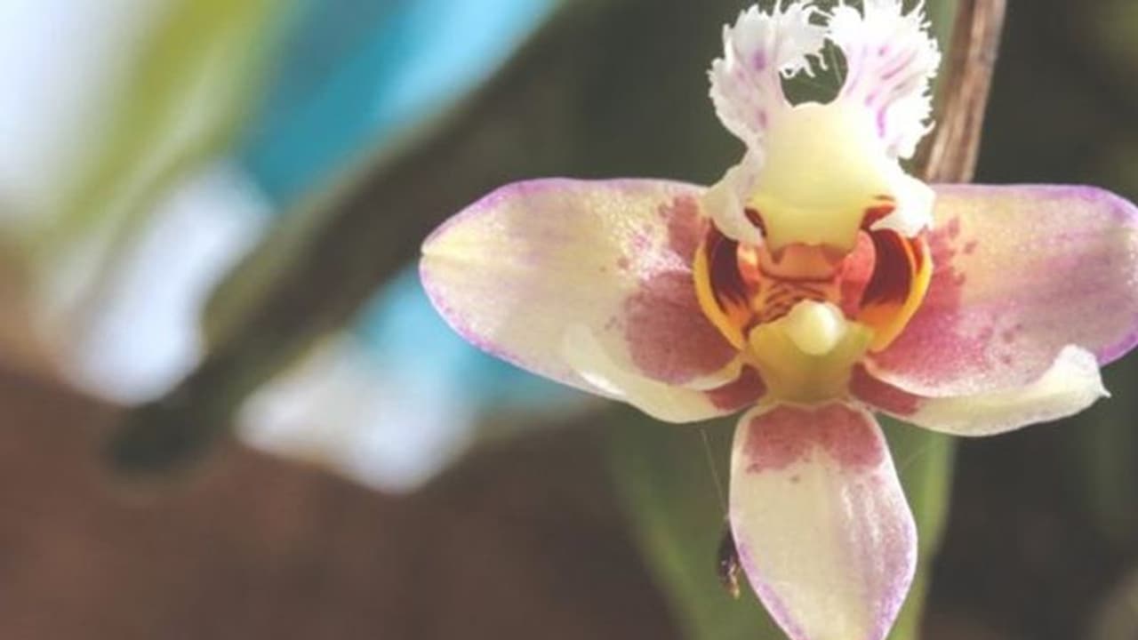 സസ്യങ്ങള്ക്ക് വംശനാശം സംഭവിക്കുന്നത് പ്രതീക്ഷിച്ചതിനേക്കാള് വേഗത്തിലെന്ന് ഗവേഷകര് സസ്യങ്ങള്ക്ക് വംശനാശം സംഭവിക്കുന്നത് പ്രതീക്ഷിച്ചതിനേക്കാള് വേഗത്തിലെന്ന് ഗവേഷകര്