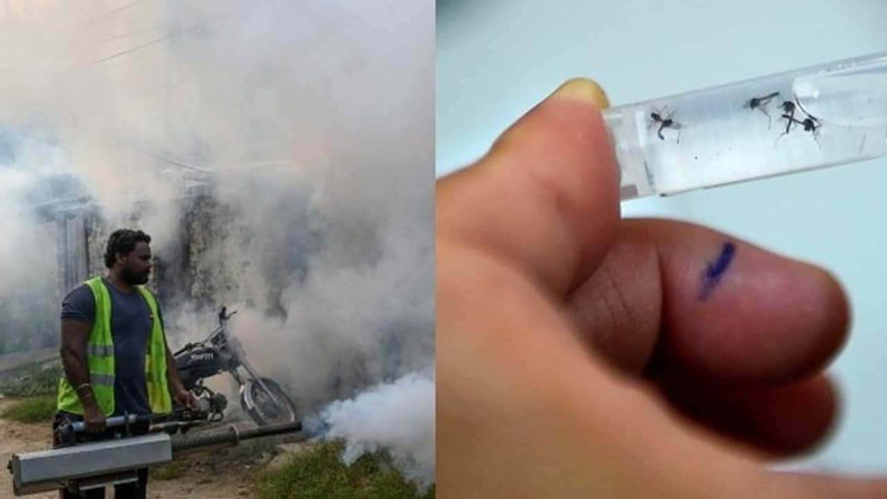 থানা দাপিয়ে বেড়াচ্ছে 'মস্তান মশা', মগরায় ডেঙ্গুতে কাবু বড়বাবু থেকে কনস্টেবল থানা দাপিয়ে বেড়াচ্ছে 'মস্তান মশা', মগরায় ডেঙ্গুতে কাবু বড়বাবু থেকে কনস্টেবল