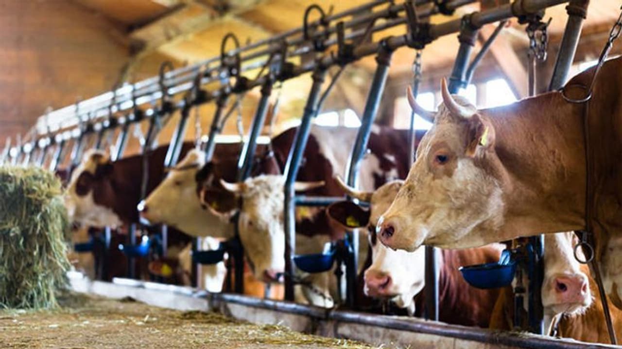 ಅಯೋಧ್ಯೆ ಗೋಶಾಲೆಗಳ ಹಸುಗಳಿಗೆ ಚಳಿ ತಡೆಯಲು ವಿಶೇಷ ಸೆಣಬಿನ ಕೋಟ್! ಅಯೋಧ್ಯೆ ಗೋಶಾಲೆಗಳ ಹಸುಗಳಿಗೆ ಚಳಿ ತಡೆಯಲು ವಿಶೇಷ ಸೆಣಬಿನ ಕೋಟ್!