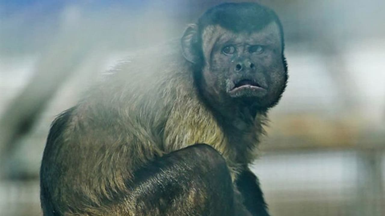 दिल टूटे आशिक की तरह दिखता है 19 साल का सिंगल बंदर, कर रहा है दुल्हन की तलाश दिल टूटे आशिक की तरह दिखता है 19 साल का सिंगल बंदर, कर रहा है दुल्हन की तलाश