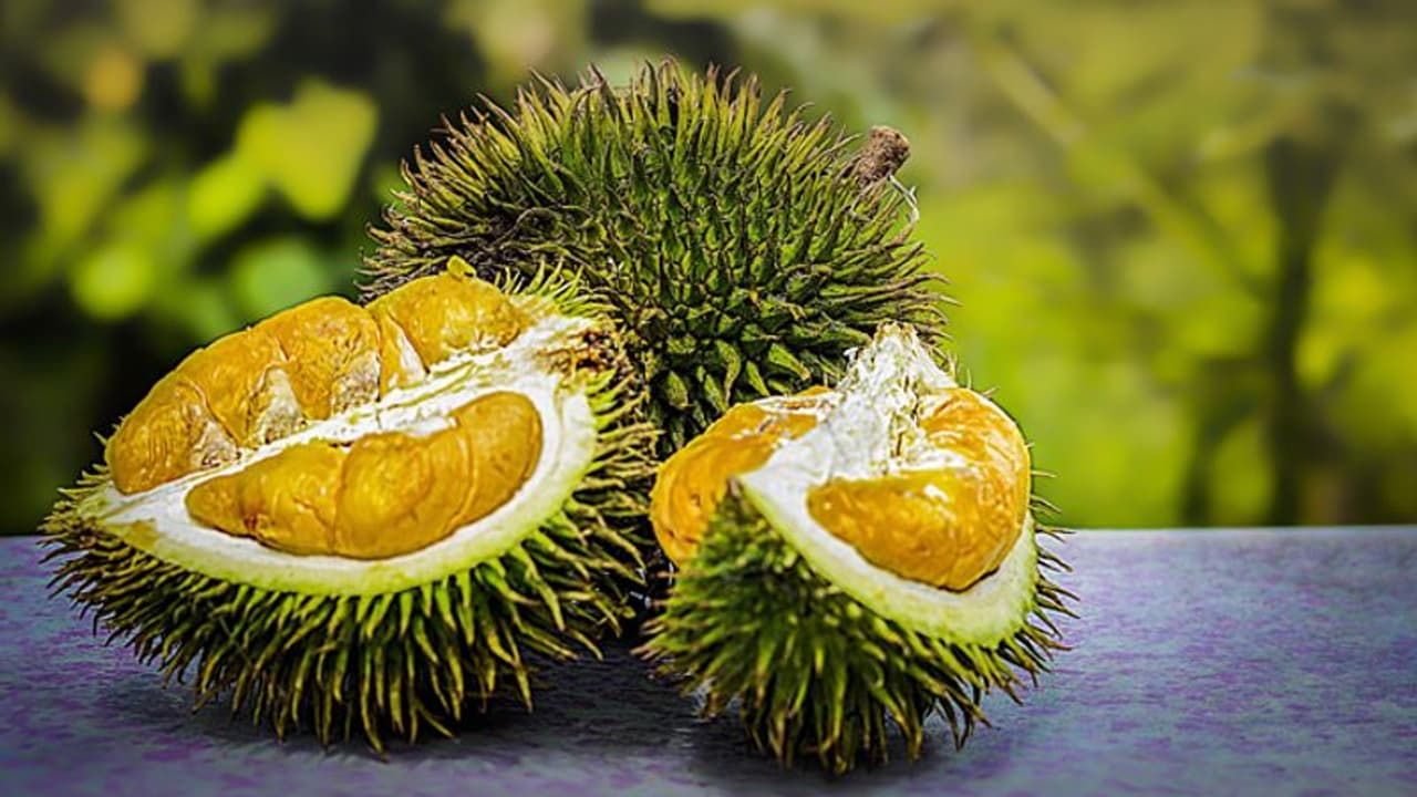 പഴങ്ങളുടെ രാജാവ് ദുരിയന് വീട്ടില് കൃഷി ചെയ്യാം; ലാഭത്തിന് ഇക്കാര്യങ്ങള് ശ്രദ്ധിച്ചാല് മതി പഴങ്ങളുടെ രാജാവ് ദുരിയന് വീട്ടില് കൃഷി ചെയ്യാം; ലാഭത്തിന് ഇക്കാര്യങ്ങള് ശ്രദ്ധിച്ചാല് മതി