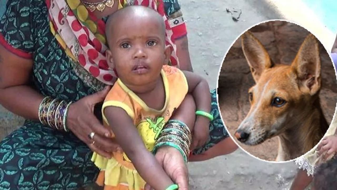 कुत्ते ने निभाई बच्ची से अपनी दोस्ती, मौत के मुंह से निकाला, पढ़िए वफादार कुत्ते की कहानी कुत्ते ने निभाई बच्ची से अपनी दोस्ती, मौत के मुंह से निकाला, पढ़िए वफादार कुत्ते की कहानी