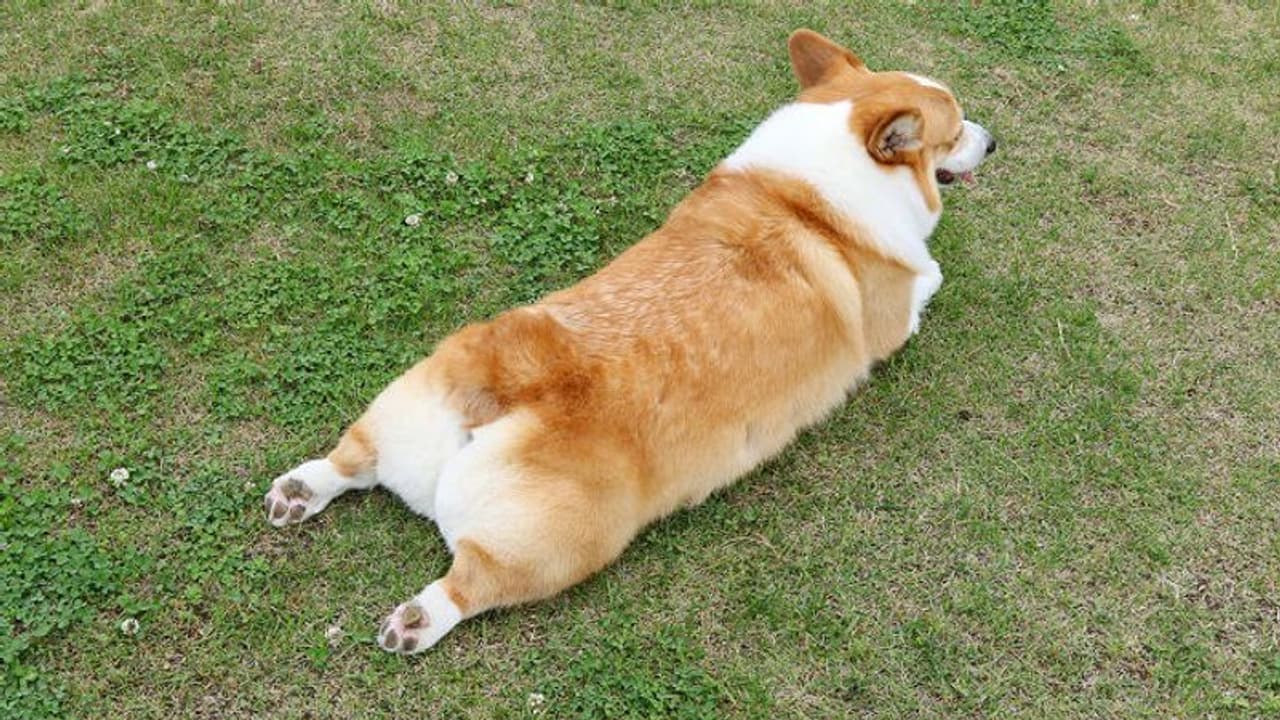 വളര്ത്തുനായ നക്കി; കടുത്ത അണുബാധയെ തുടര്ന്ന് ഉടമസ്ഥന് മരിച്ചു വളര്ത്തുനായ നക്കി; കടുത്ത അണുബാധയെ തുടര്ന്ന് ഉടമസ്ഥന് മരിച്ചു