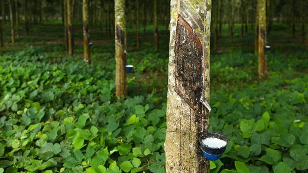 ആറാമത് ഇന്ത്യാ റബ്ബർ മീറ്റ് ജൂലൈയിൽ; വിദേശത്ത് നിന്നടക്കം 500 പേർ കൊച്ചിയിലെത്തും