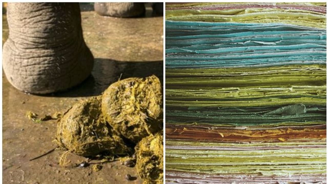 ആനപ്പിണ്ടത്തിൽ നിന്ന് സ്പെഷ്യൽ പേപ്പർ നിർമ്മിക്കും ശ്രീലങ്കയിലെ ഈ പ്രകൃതിസൗഹൃദഫാക്ടറി ആനപ്പിണ്ടത്തിൽ നിന്ന് സ്പെഷ്യൽ പേപ്പർ നിർമ്മിക്കും ശ്രീലങ്കയിലെ ഈ പ്രകൃതിസൗഹൃദഫാക്ടറി