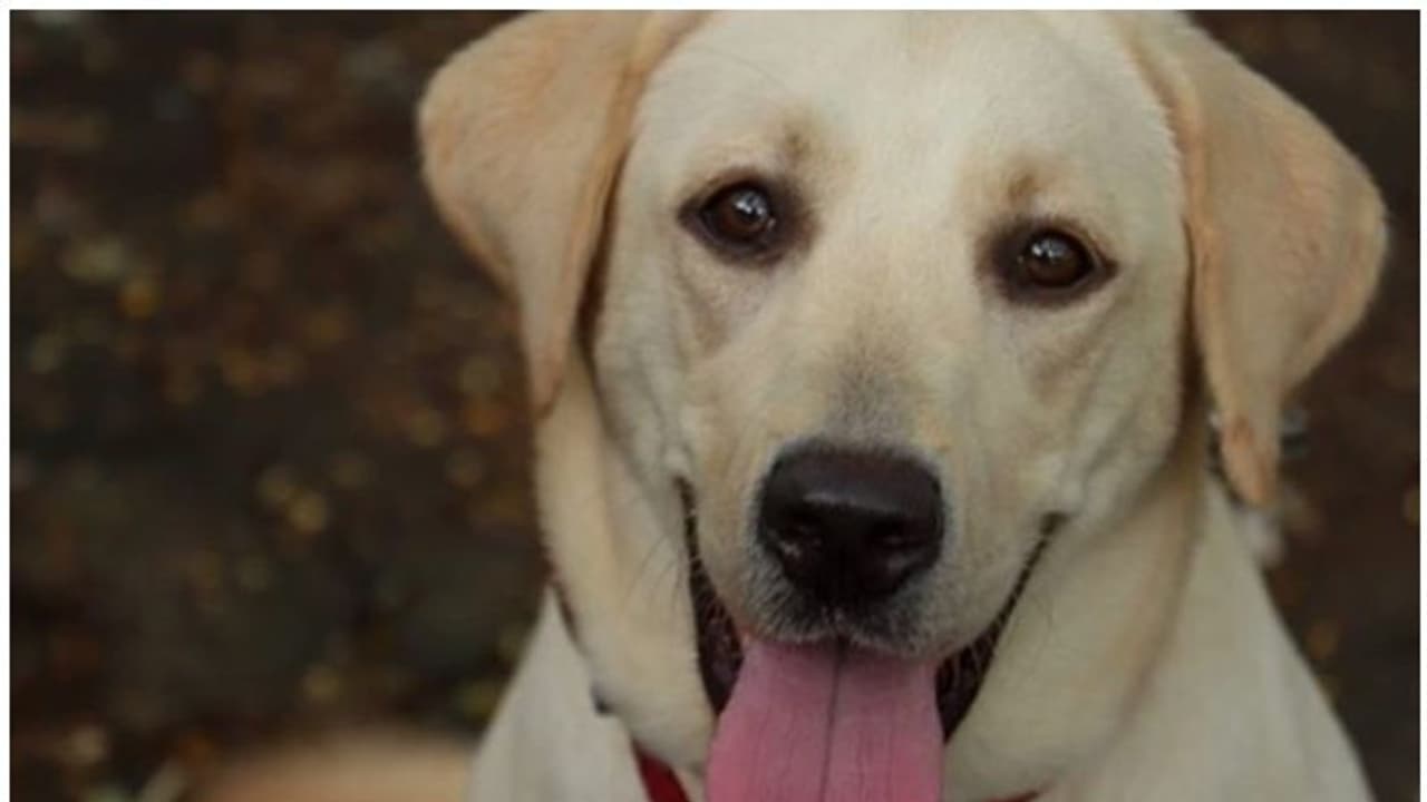 ''ഇവളുടെ കണ്ണുകളിലേക്ക് നോക്കൂ''; നായെ ദത്തെടുക്കാൻ അപേക്ഷിച്ച് രത്തൻ ടാറ്റയുടെ ഇൻസ്റ്റ​ഗ്രാം പോസ്റ്റ്