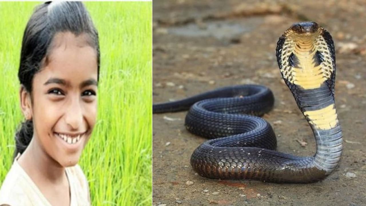 വിദ്യാര്ത്ഥിനി പാമ്പ് കടിയേറ്റ് മരിച്ച സംഭവത്തിൽ സര്ക്കാര് വിശദമായ സത്യവാങ്മൂലം സമര്പ്പിക്കണം: ഹൈക്കോടതി വിദ്യാര്ത്ഥിനി പാമ്പ് കടിയേറ്റ് മരിച്ച സംഭവത്തിൽ സര്ക്കാര് വിശദമായ സത്യവാങ്മൂലം സമര്പ്പിക്കണം: ഹൈക്കോടതി