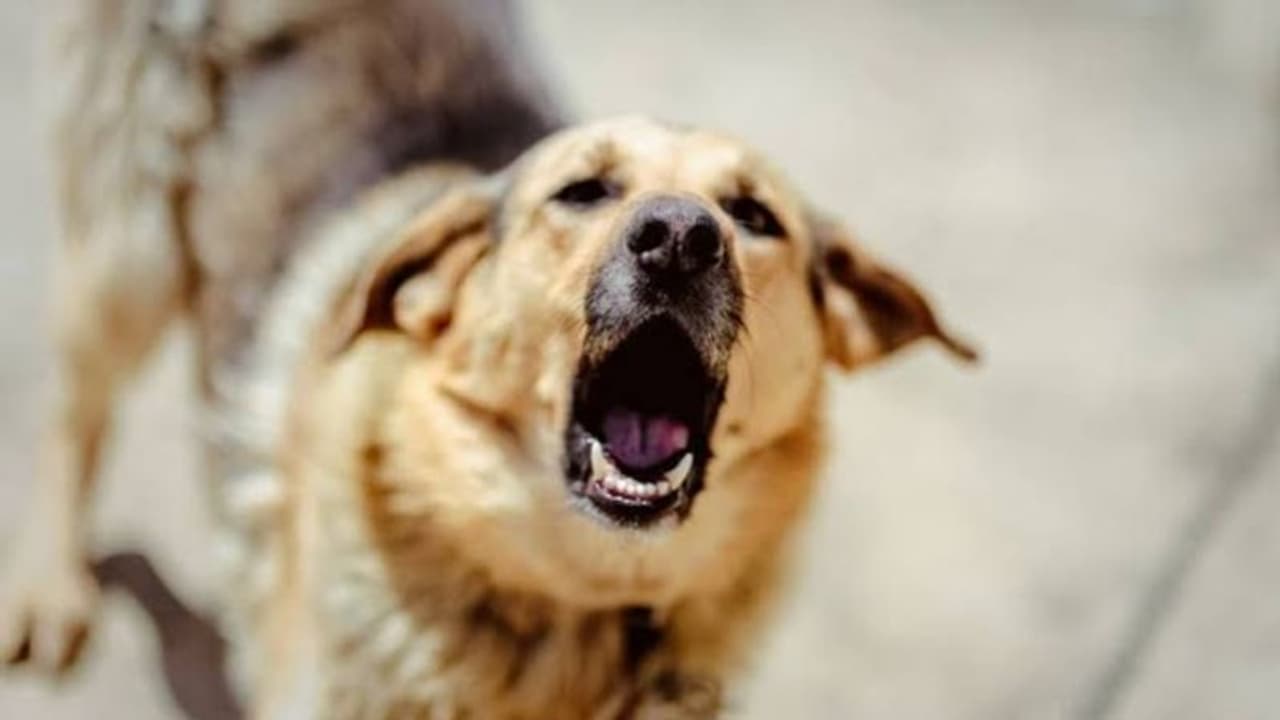 సరూర్‌నగర్‌లో దారుణం: కుక్కపై కాల్పులు జరిపిన జిమ్ ట్రైనర్