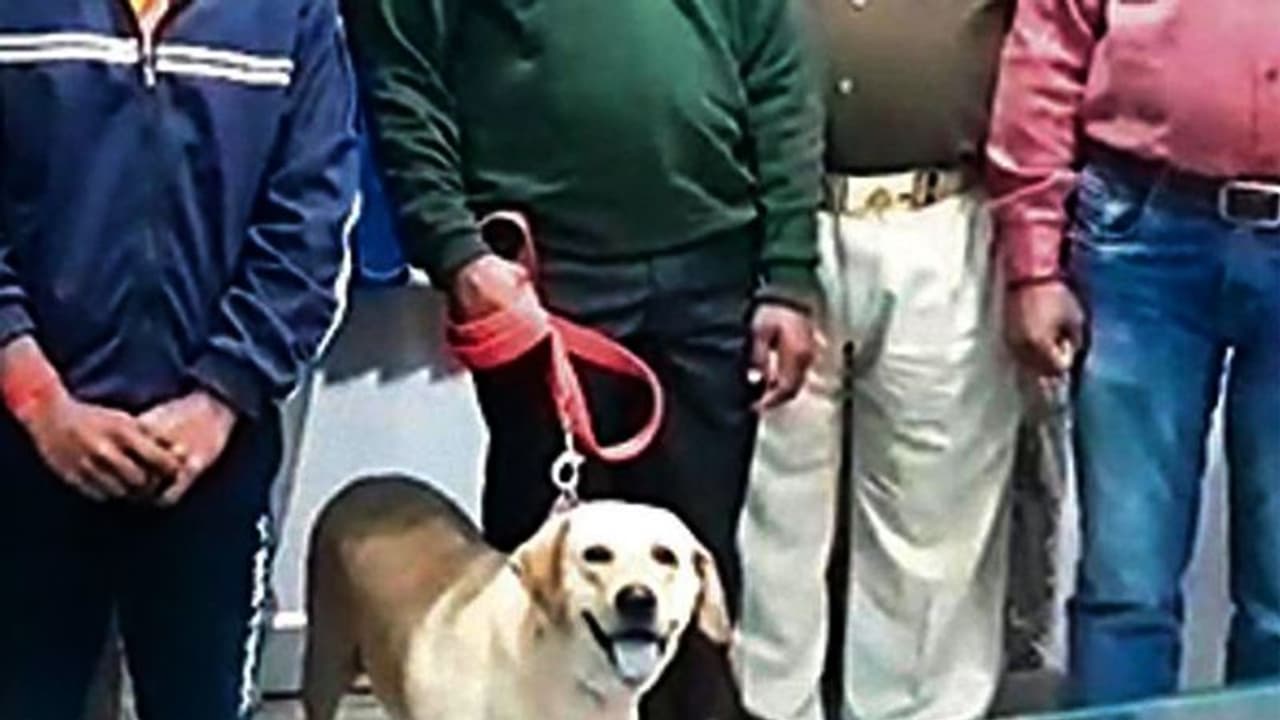 5 साल की बच्ची से रेप के बाद हत्या, कुत्ते ने 20 मिनट में ऐसे खोज निकाला आरोपी 5 साल की बच्ची से रेप के बाद हत्या, कुत्ते ने 20 मिनट में ऐसे खोज निकाला आरोपी