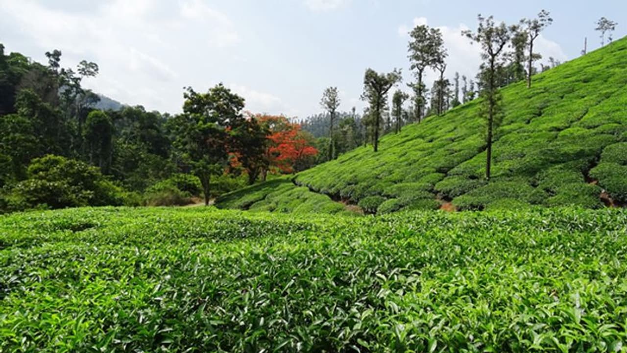 టీ తోటలో గ్రెనేడ్లు, ఆయుధాలు.. భయాందోళనలో స్థానికులు.. టీ తోటలో గ్రెనేడ్లు, ఆయుధాలు.. భయాందోళనలో స్థానికులు..