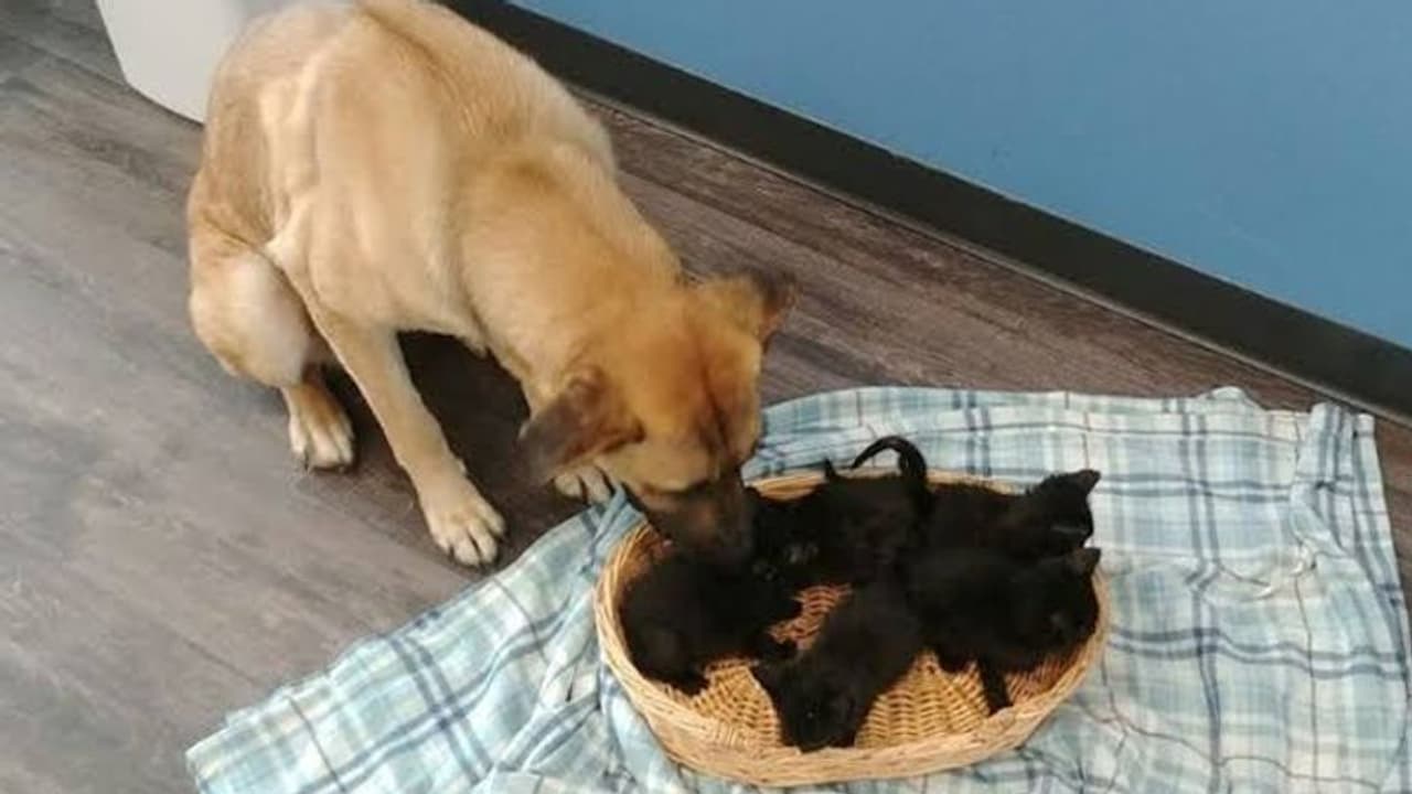 बिल्ली के बच्चों के लिए मां बनी डॉगी बिल्ली के बच्चों के लिए मां बनी डॉगी