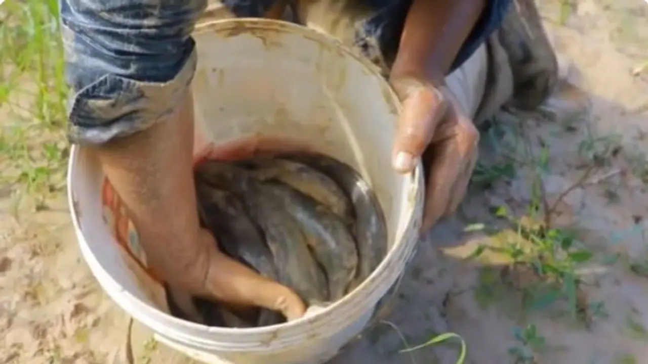 ব্রয়লার মুরগির টোপেই ধরা পড়ছে মাছ, নেট দুনিয়ায় ভাইরাল নতুন মাছ ধরার এই কৌশল ব্রয়লার মুরগির টোপেই ধরা পড়ছে মাছ, নেট দুনিয়ায় ভাইরাল নতুন মাছ ধরার এই কৌশল